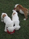 Bulldogs 3 026 - Copy.JPG