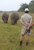 Rhinos-Ziwa2.jpg