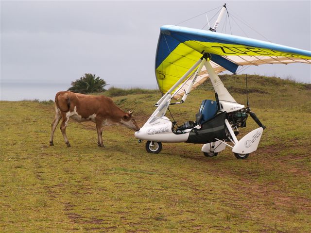 GT and cow.JPG