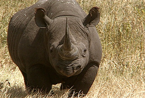 BLACK%20RHINO%20CLOSE.jpg