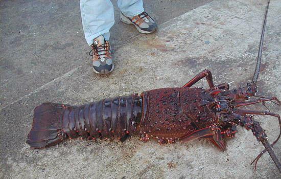 Crayfish.jpg