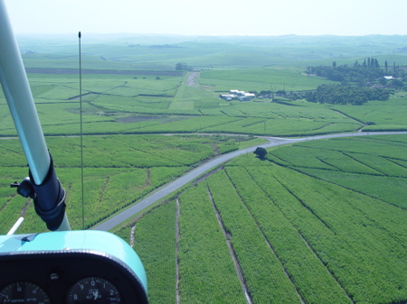 Cane Strip.jpg