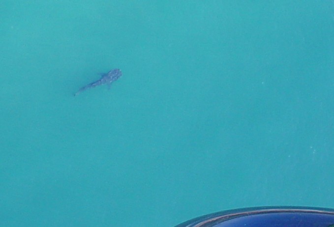 Whale Shark - Mar 08.jpg