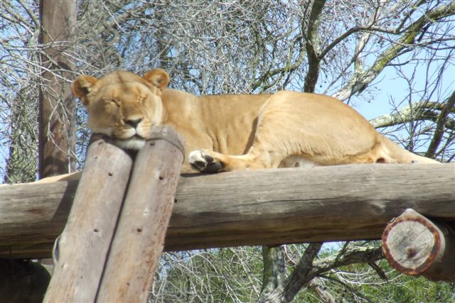 mrs at buffelsfontein.jpg